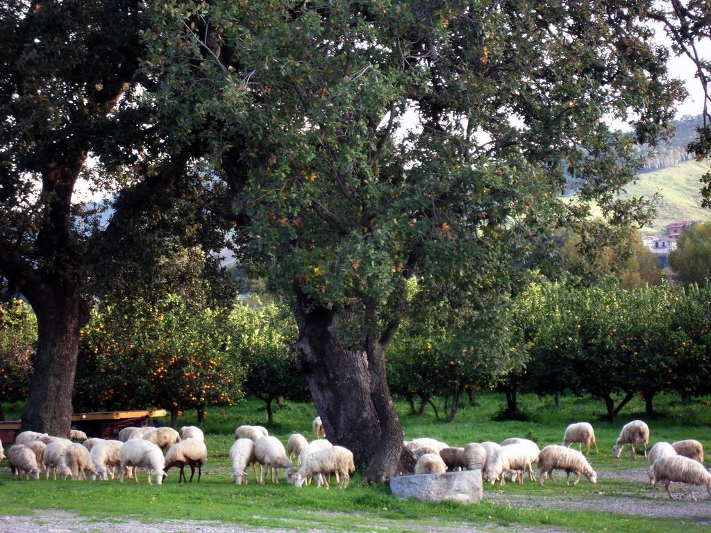 Barone Gr Macri Agriturismo Modi Gerace Kültér fotó